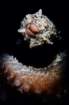 macrocerbaidenoiseailowlight_small.jpg